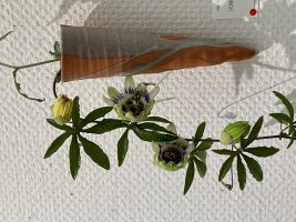 心が通じ合うお相手が一番大事です。