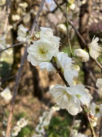 いよいよ春の訪れを感じる季節です