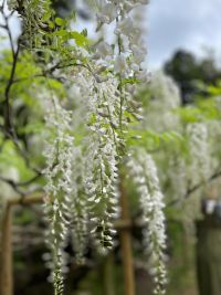 藤の花が満開に近づいてきました。