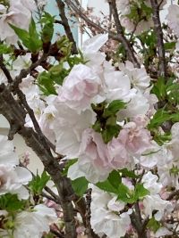 4月が一番多く活動されています。