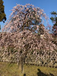 もうすぐ春ですね。