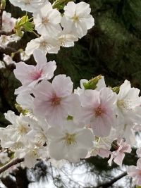 卒業式のシーズンです。