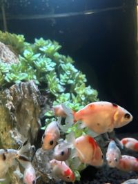 夏祭りがたくさん開催されています。