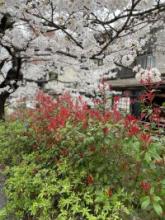 結婚相談所での出会いは結婚へと繋がる第一歩