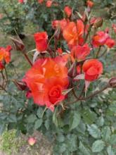 バラの季節です