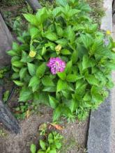 交際中の温度差