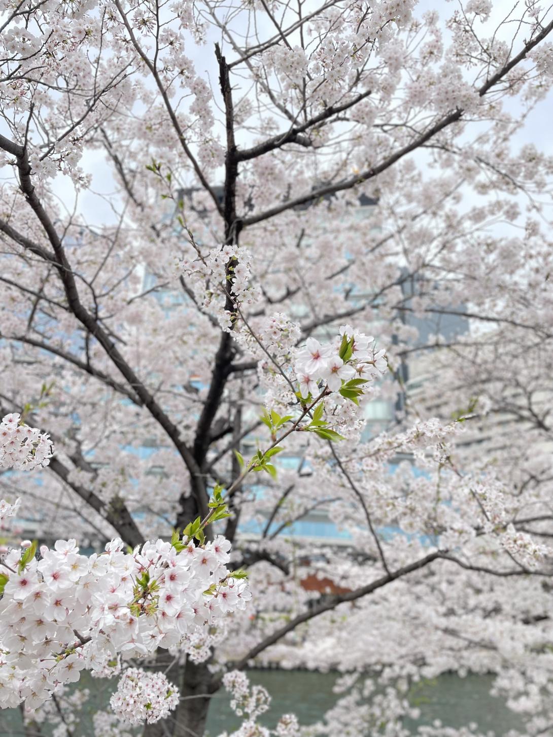 桜