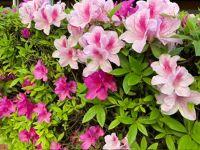 今は、綺麗なお花がいっぱいの季節です。